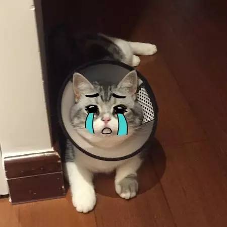 如小果专访：菲比和她家的肉丝！