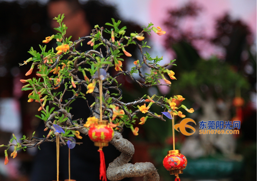 武汉迎春花市新品种,一年一度的迎春花市即将闪亮登场