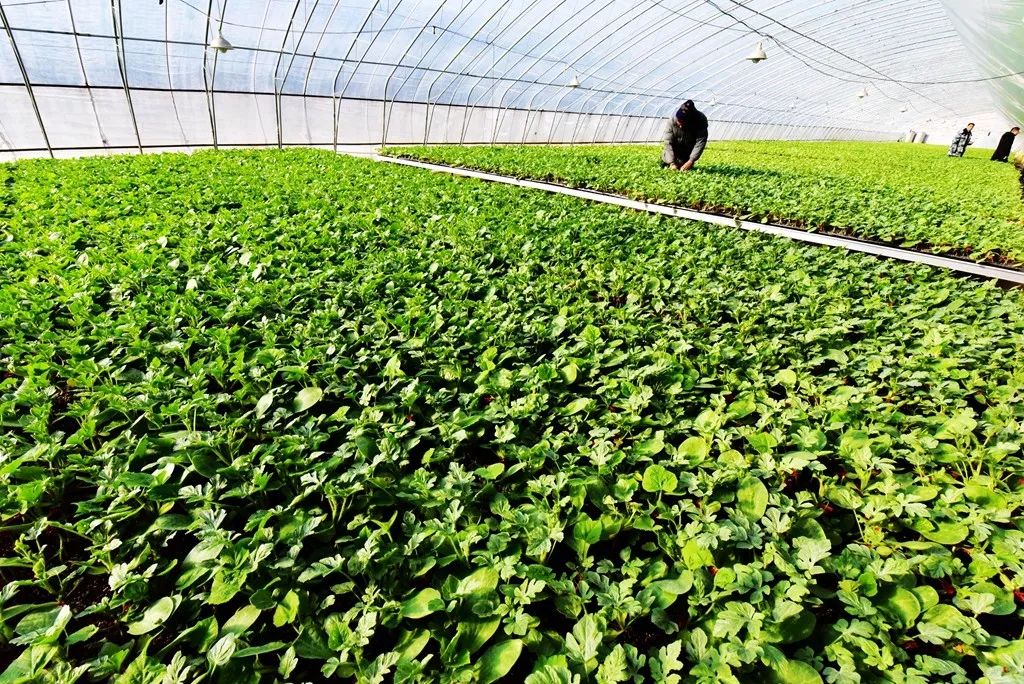 洛阳日报孟津讲了啥,洛阳日报孟津