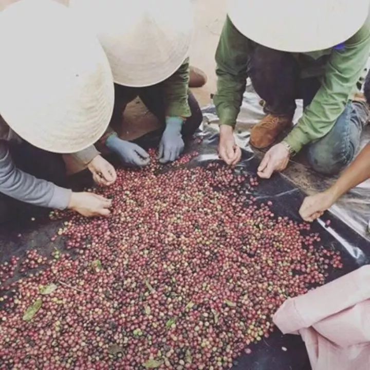 越南咖啡与后谷咖啡哪个好,六大常见咖啡越南咖啡