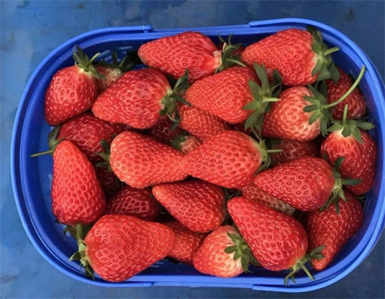 春节昆明周边好玩的地方推荐,昆明春节出游