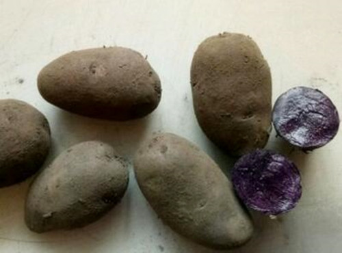 黑土豆种子几月种,富硒黑土豆种子