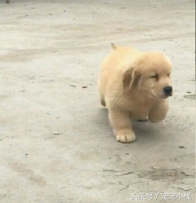 小金毛犬大概要多少钱一只,300块钱能不能买一只金毛犬