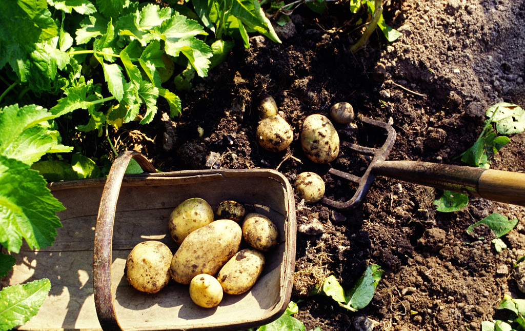 马铃薯行情分析,2024年马铃薯行情走势分析