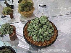 仙人球帝王丸育种,帝王丸仙人球造景