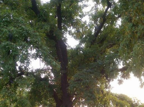 皂荚树的种植技术和管理,皂荚树价值和用途