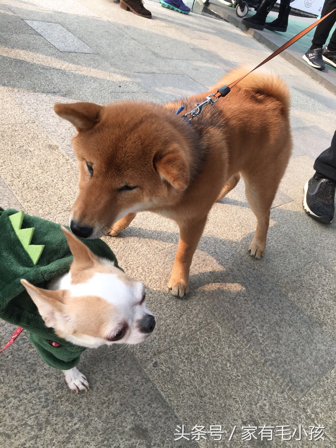 各种狗狗的种类及名字,英语狗的品种都有哪些