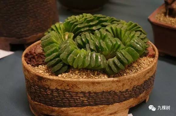 多肉万象最贵的品种,玉露多肉最贵多少钱一棵