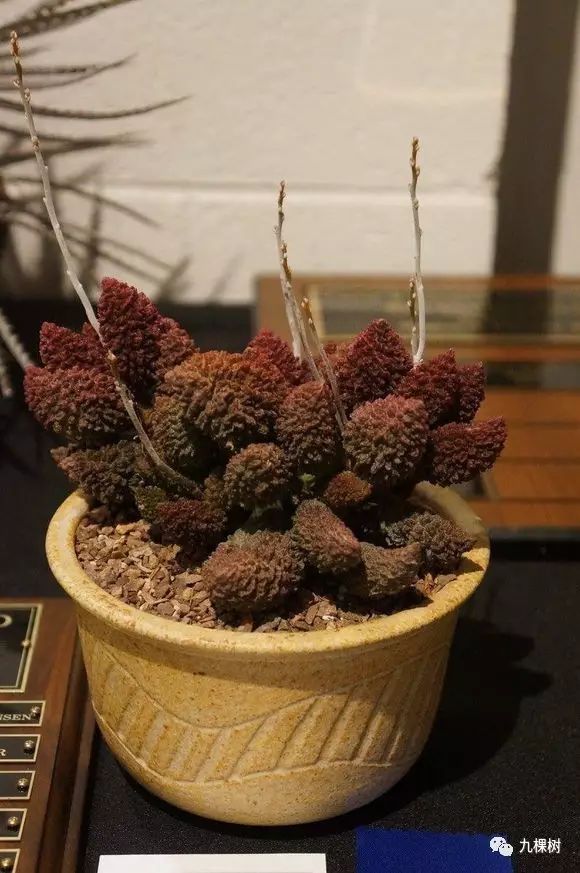 十大最贵玉露多肉品种,多肉最贵的品种有哪些