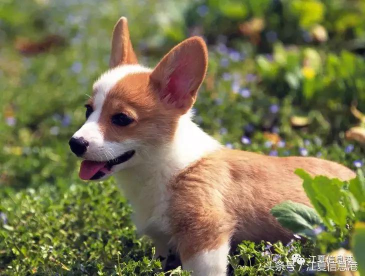「江夏人写江夏」狗年说狗