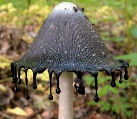 世界上最可怕的蘑菇形状,世界上最可怕的蘑菇排名