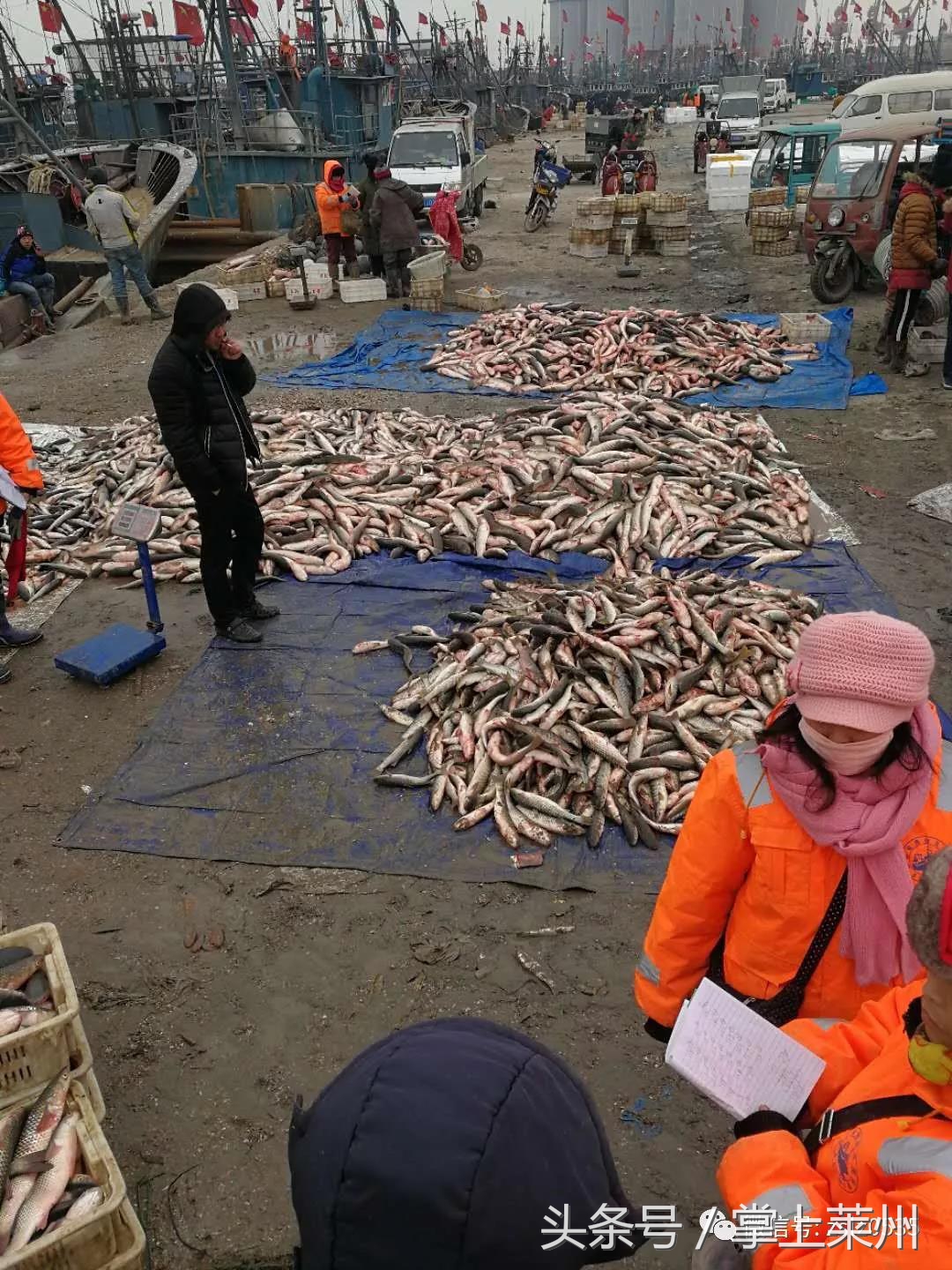 莱州三山岛有什么鱼,莱州三山岛渔港的鱼