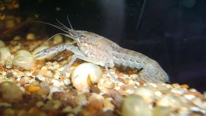 nature子刊基因,nature子刊博士引进