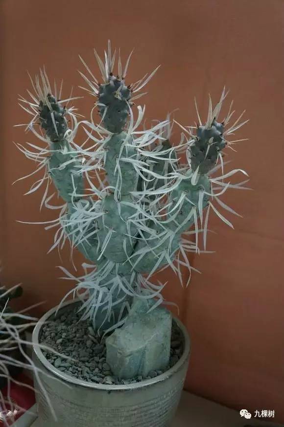 十大最贵玉露多肉品种,多肉最贵的品种有哪些