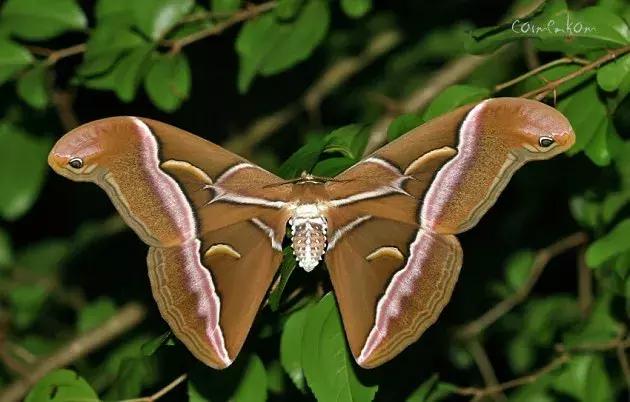 彼此被对方的气味吸引,情侣之间互相吸引的话