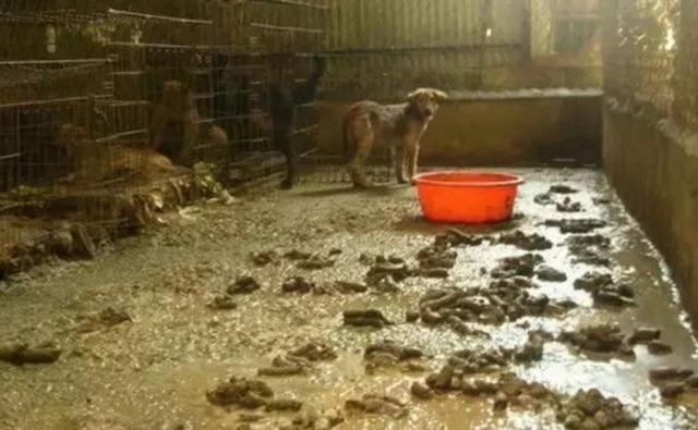 把母狗锁一辈子，不停地让她繁殖！母狗身上浑身都是伤痕