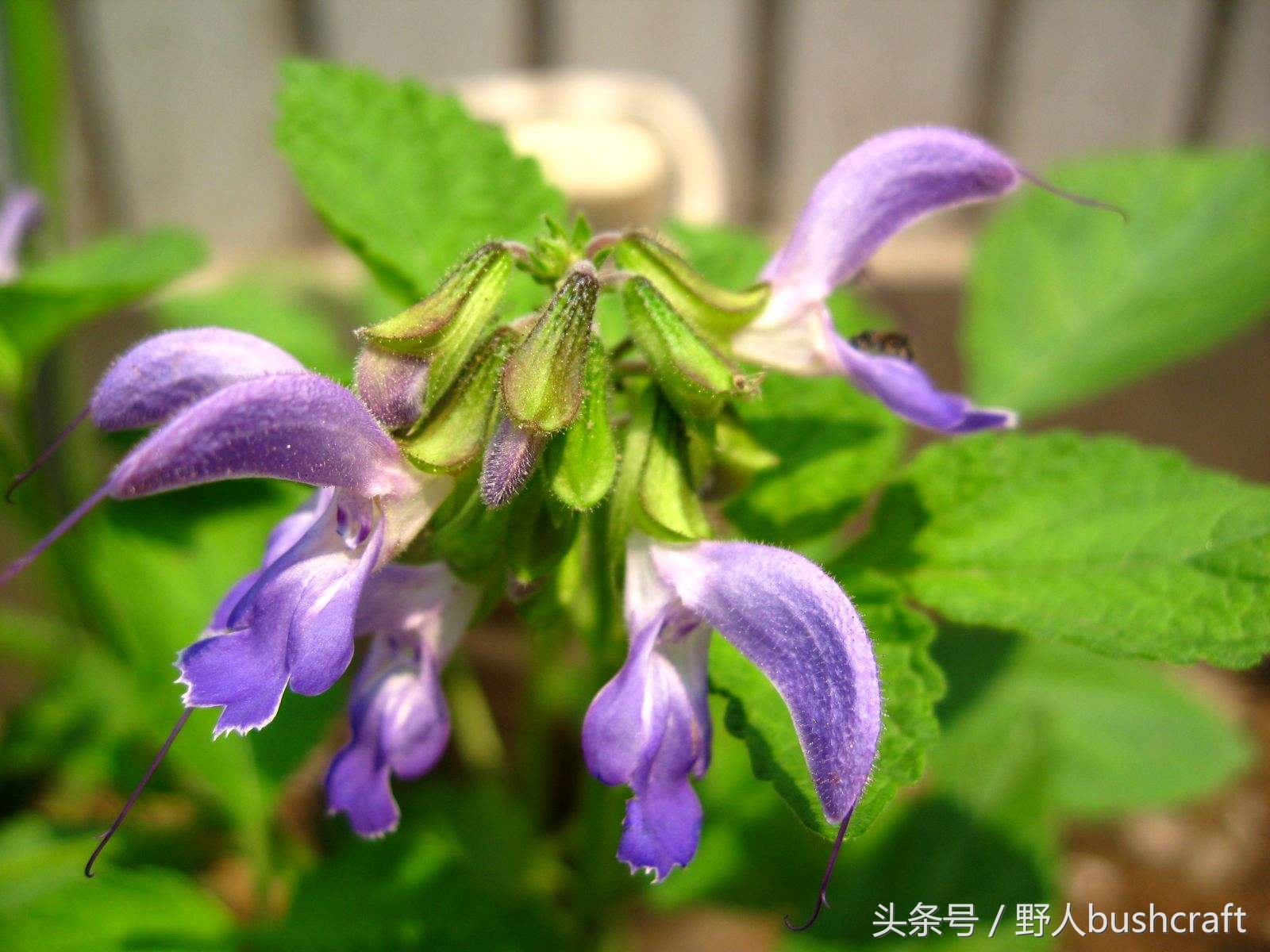 一片孝心下一句,一片孝心难得可贵