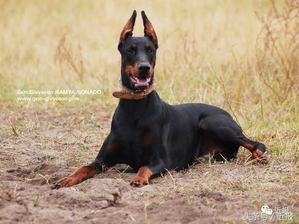 你没见过的萌宠,你没见过的宠物