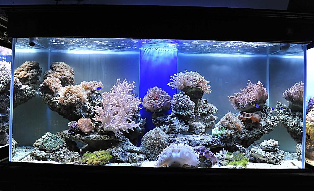 龙鱼白点病治疗最快的方法,龙鱼白点病症状及表现