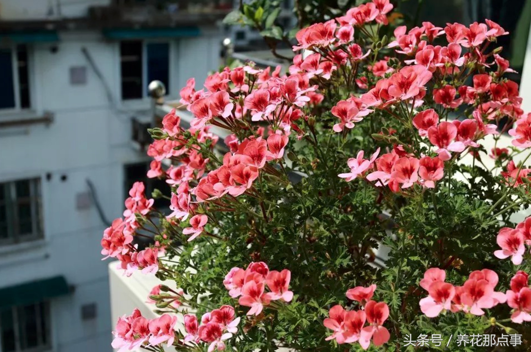 鍏ュ啲闃冲彴鑺辨捣,鍏ュ啲杩樿兘鐪嬪埌鑺辨捣