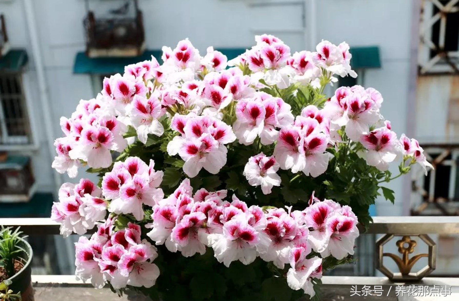 鍐板ぉ闆湴鑺辨捣,鍏ュ啲杩樿兘鐪嬪埌鑺辨捣