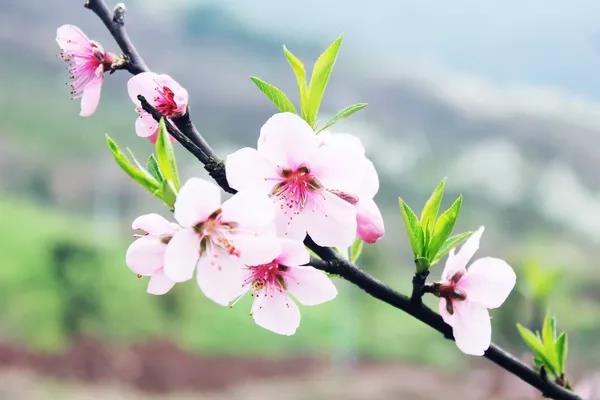 请到广东过大年2017,请到广东过大年采访