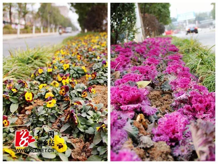 喜迎新春欢欢喜喜过大年,欢欢喜喜迎新年开开心心过大年