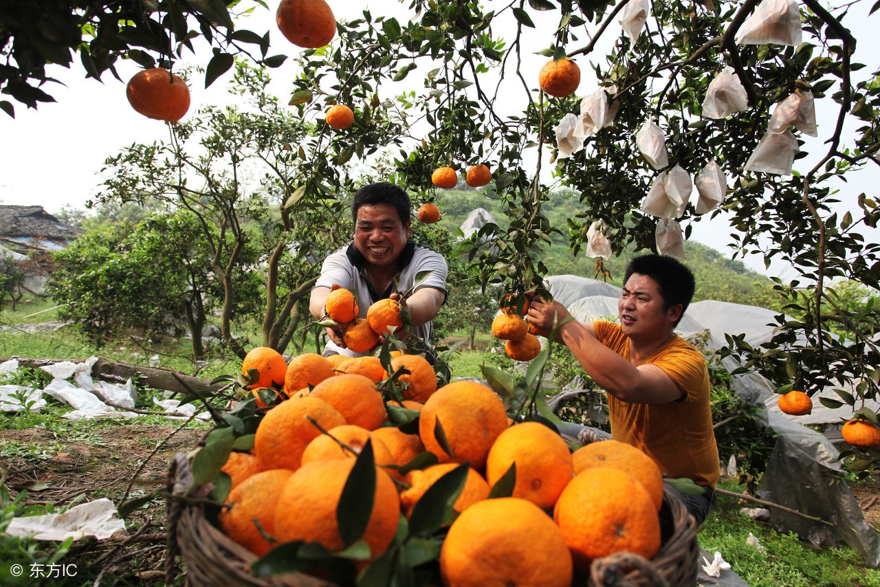 近几年来一种叫丑八怪的水果,5种很丑很奇怪的水果