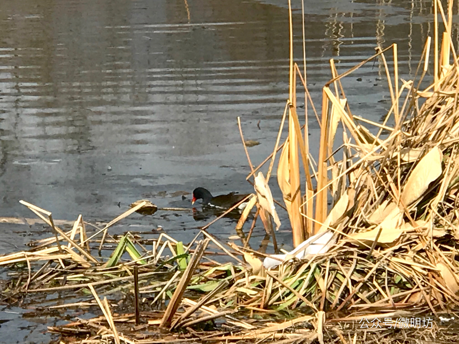 手拍世界作品集402期,手拍世界作品专集