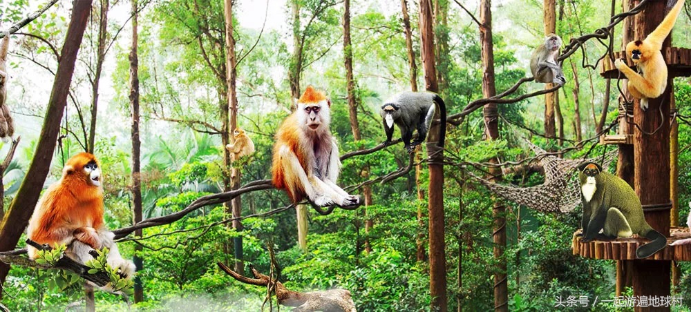 长隆野生动物世界游玩北门攻略,长隆野生动物世界旅游攻略路线