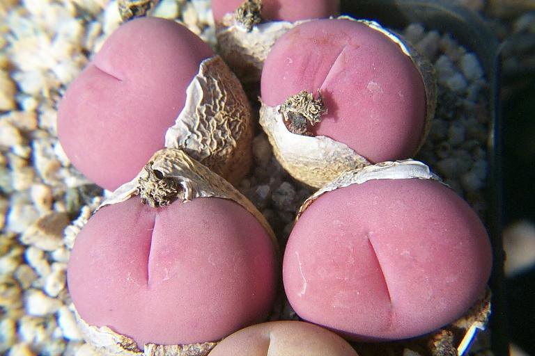 多肉生石花开花后会怎样,生石花多肉中间是空的