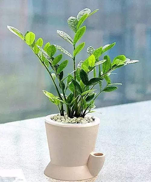 金钱树的养殖方法与技巧,金钱树的养殖方法和注意事项