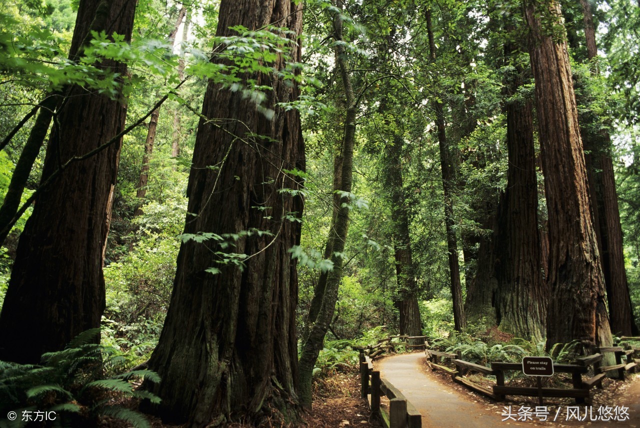 种植85亩杉木值多少钱,种杉木赚钱吗