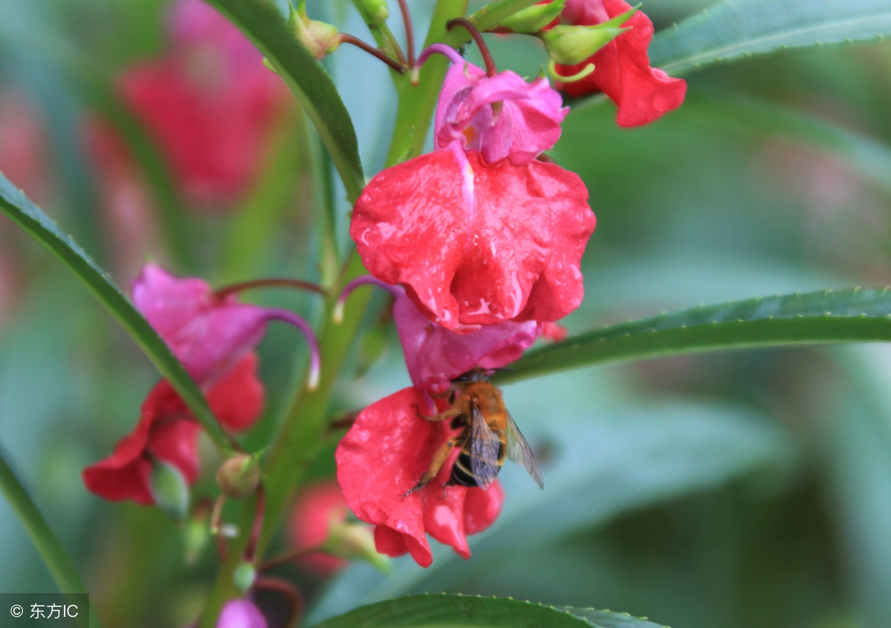 新几内亚凤仙,新几内亚凤仙怎么养