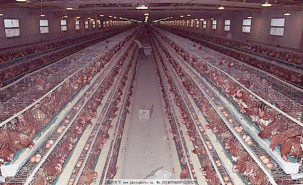 散养土鸡怕热吗,散养土鸡的瘟疫防范