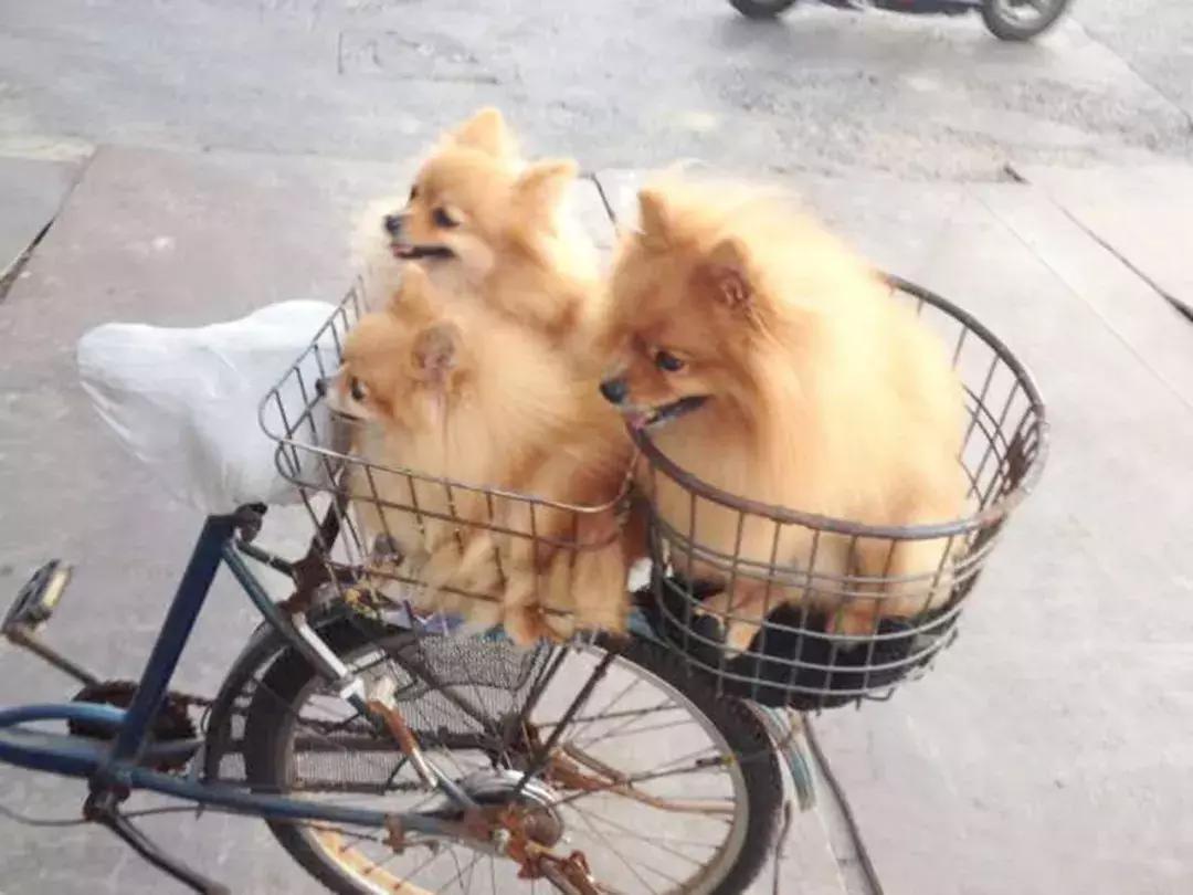 成都的十条网红狗，有的住豪宅穿名牌，比人活得还巴适