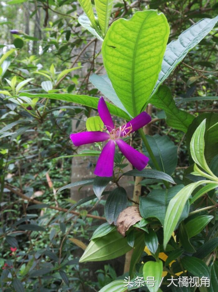 长隆野生动物园含水上乐园,长隆野生动物园大马戏飞鸟乐园