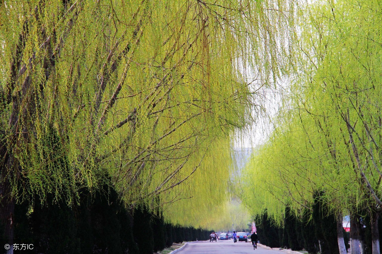 在那池边的一角，一棵柳树迎风招展