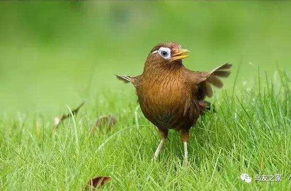 画眉产地怎么区分,画眉产地