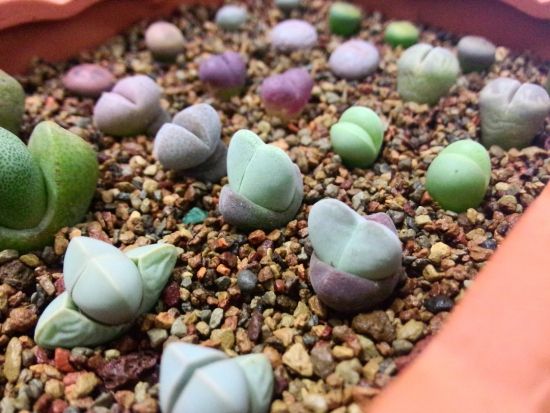 多肉生石花开花后会怎样,生石花多肉中间是空的