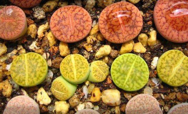 多肉生石花开花后会怎样,生石花多肉中间是空的