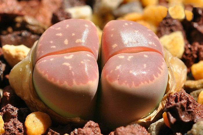 多肉生石花开花后会怎样,生石花多肉中间是空的