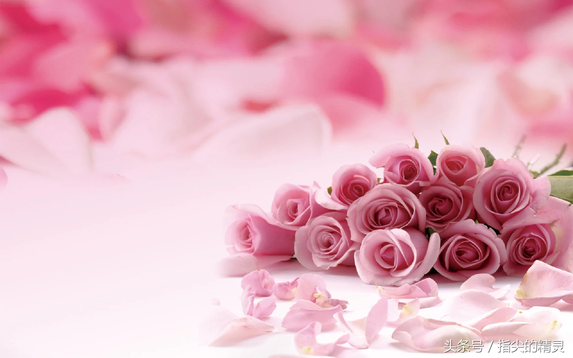 拍摄花卉组图大全,冬天拍玫瑰花图片大全