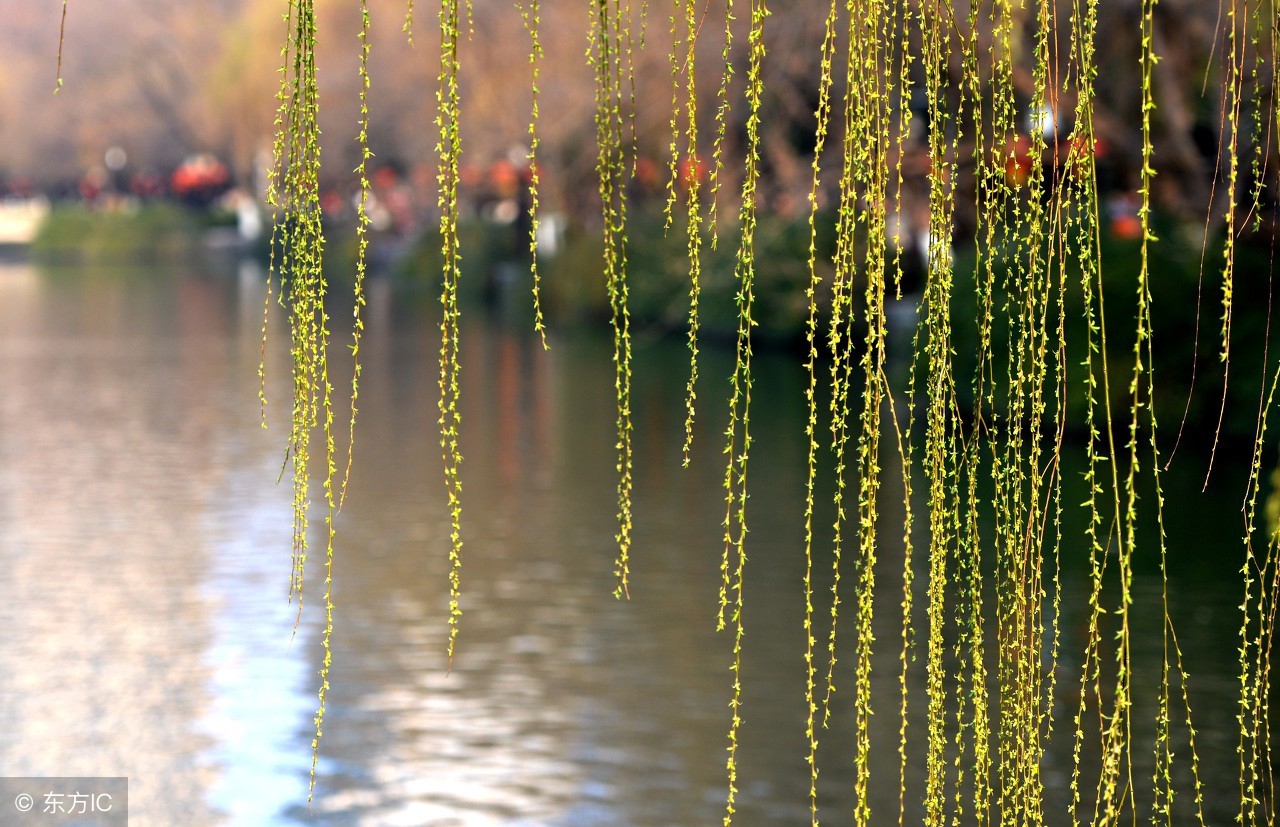 在那池边的一角，一棵柳树迎风招展