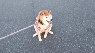 我猜90%的吴川人都知道这些！别说你没有