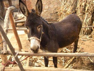 德州肉驴养殖50头肉驴的成本,科学驴的养殖办法