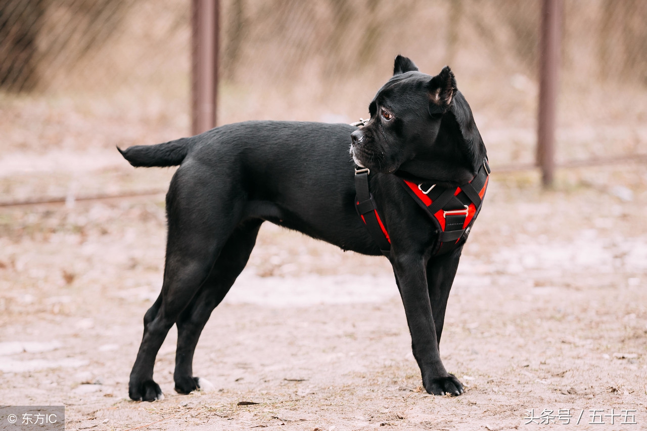 被人类羡慕的宠物,卡斯罗是什么獒犬