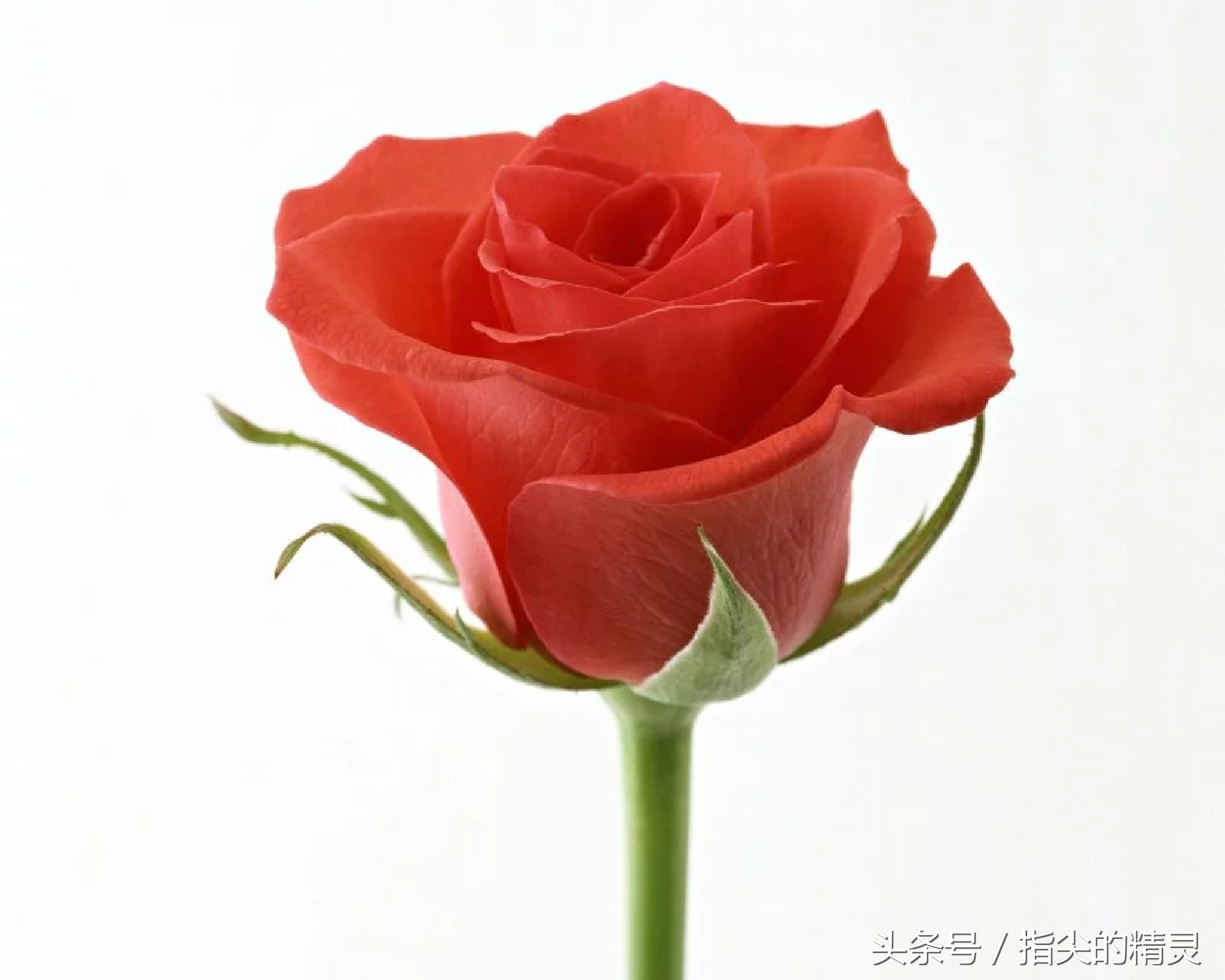 拍摄花卉组图大全,冬天拍玫瑰花图片大全