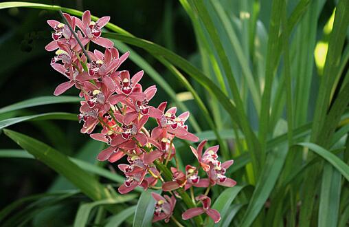 适合新手养的兰花有哪些品种图片,哪种兰花最好养最香最勤花