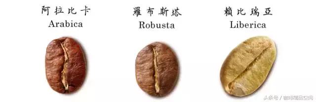 越南咖啡,越南咖啡与后谷咖啡哪个好